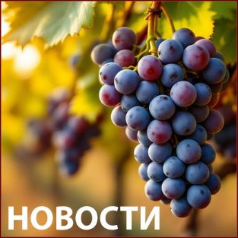 Винные новости VINUM.RED